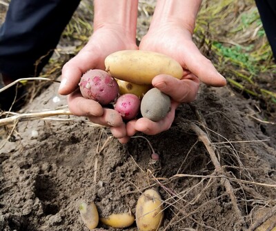 bunte Kartoffelernte auf dem Feld