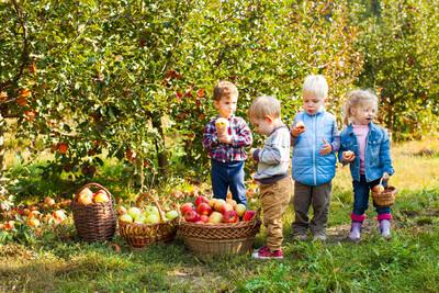 Äpfel ernten mit Kindern