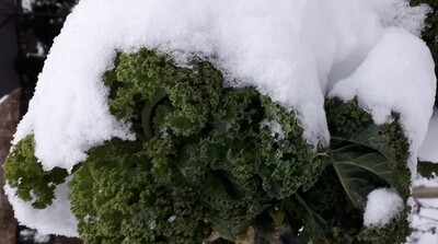 Gr&uuml;nkohl mit Sahne