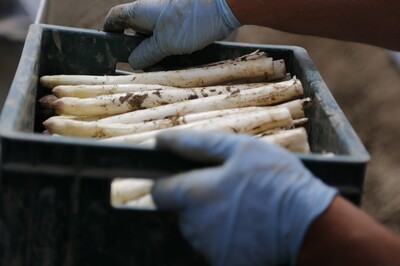 In Niedersachsen hat die Spargelernte begonnen. Mit steigenden Temperaturen sind wachsende Erntemengen zu erwarten. - © Jai79/Pixabay In Niedersachsen hat die Spargelernte begonnen. Mit steigenden Temperaturen sind wachsende Erntemengen zu erwarten.