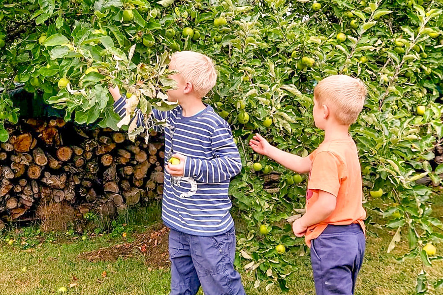 Gelbes Band am Baum: Obst pflücken? Ja bitte!