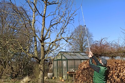 Obstbaumschnitt