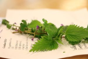 Wildkräutern auf der Spur - Grundkurs Kräuterexpertinnen- Aktion Grüner Schneeball