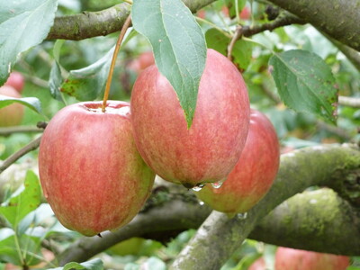 Rewena Äpfel am Apfelbaum