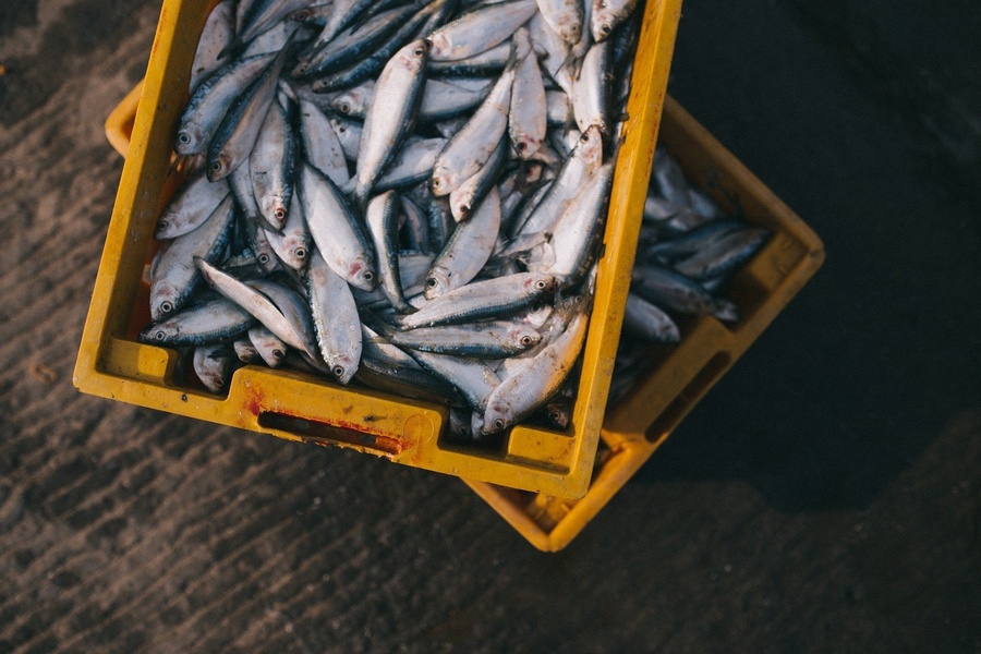 Fisch kaufen – alles andere als leicht gemacht?