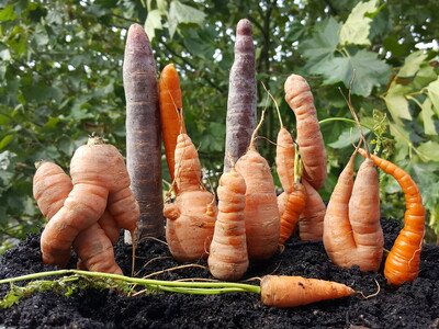 Krumme Möhren - © ZEHN Krumme Möhren