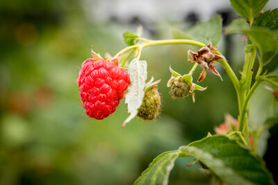 Beeren - © Wolfgang Ehrecke Beeren