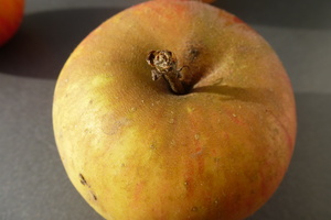 Schnittkurs Obstgehölze - mit Praxis 