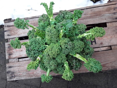 Die neue Mutation: das Gr&uuml;nkohl-Virus, hochansteckend, aber total harmlos! 