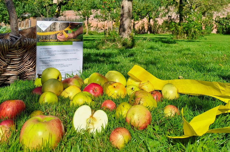 Frisches Obst für alle: Gelbe Bänder markieren Bäume zur freien Ernte 