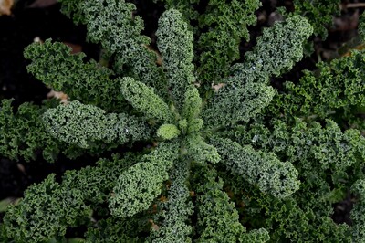 Grünkohl_Artikel - © Pixabay - congerdesign Grünkohl_Artikel