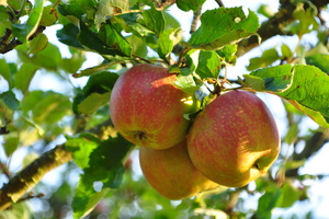Obstbäume fachgerecht schneiden